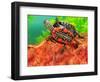 Red Belly Turtle Hatchling, Native to Southern USA-David Northcott-Framed Photographic Print