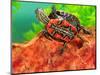 Red Belly Turtle Hatchling, Native to Southern USA-David Northcott-Mounted Photographic Print