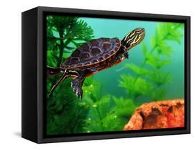 Red Belly Turtle Hatchling, Native to Southern USA-David Northcott-Framed Stretched Canvas