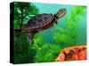 Red Belly Turtle Hatchling, Native to Southern USA-David Northcott-Stretched Canvas