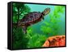 Red Belly Turtle Hatchling, Native to Southern USA-David Northcott-Framed Stretched Canvas