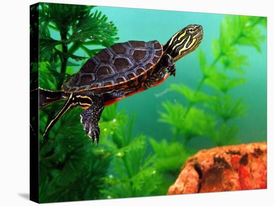 Red Belly Turtle Hatchling, Native to Southern USA-David Northcott-Stretched Canvas