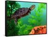 Red Belly Turtle Hatchling, Native to Southern USA-David Northcott-Framed Stretched Canvas