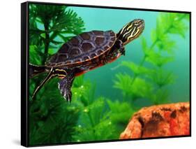 Red Belly Turtle Hatchling, Native to Southern USA-David Northcott-Framed Stretched Canvas