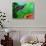 Red Belly Turtle Hatchling, Native to Southern USA-David Northcott-Stretched Canvas displayed on a wall