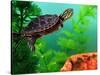 Red Belly Turtle Hatchling, Native to Southern USA-David Northcott-Stretched Canvas