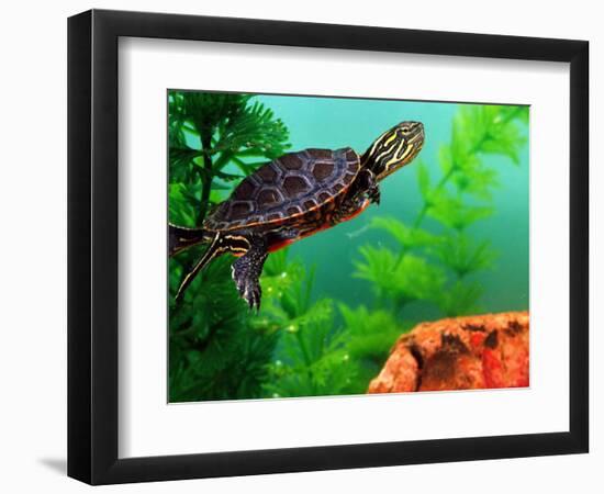 Red Belly Turtle Hatchling, Native to Southern USA-David Northcott-Framed Photographic Print