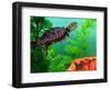 Red Belly Turtle Hatchling, Native to Southern USA-David Northcott-Framed Photographic Print