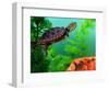 Red Belly Turtle Hatchling, Native to Southern USA-David Northcott-Framed Photographic Print