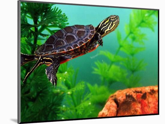 Red Belly Turtle Hatchling, Native to Southern USA-David Northcott-Mounted Photographic Print