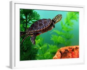 Red Belly Turtle Hatchling, Native to Southern USA-David Northcott-Framed Photographic Print