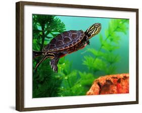 Red Belly Turtle Hatchling, Native to Southern USA-David Northcott-Framed Photographic Print