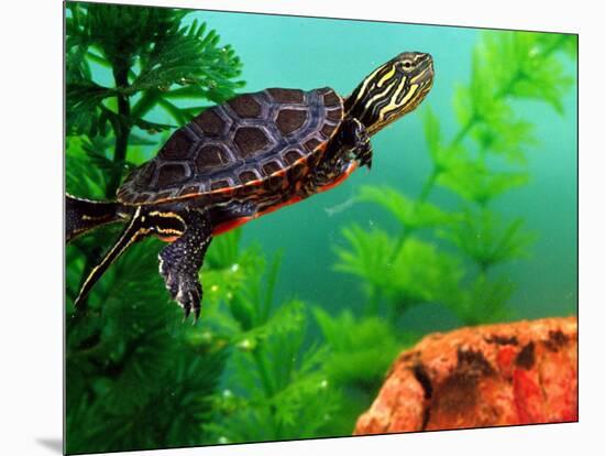 Red Belly Turtle Hatchling, Native to Southern USA-David Northcott-Mounted Photographic Print