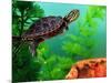 Red Belly Turtle Hatchling, Native to Southern USA-David Northcott-Mounted Photographic Print