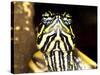Red Belly Turtle Portrait, Native to Southern USA-David Northcott-Stretched Canvas