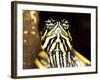 Red Belly Turtle Portrait, Native to Southern USA-David Northcott-Framed Photographic Print