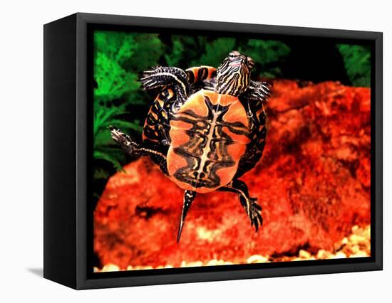 Red Belly Turtle-David Northcott-Framed Stretched Canvas