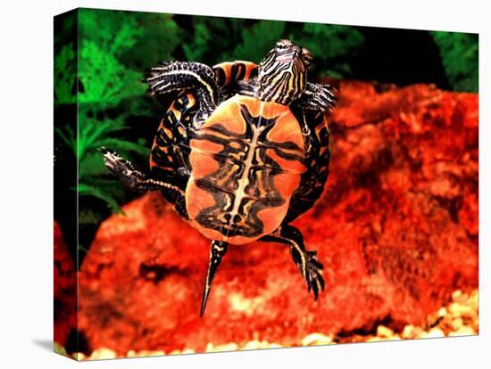 Red Belly Turtle-David Northcott-Stretched Canvas