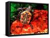 Red Belly Turtle-David Northcott-Framed Stretched Canvas