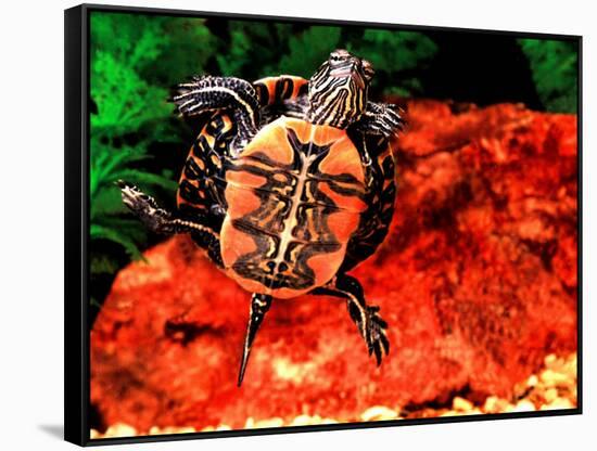 Red Belly Turtle-David Northcott-Framed Stretched Canvas