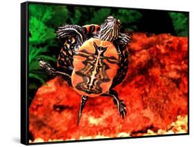 Red Belly Turtle-David Northcott-Framed Stretched Canvas