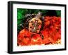 Red Belly Turtle-David Northcott-Framed Premium Photographic Print