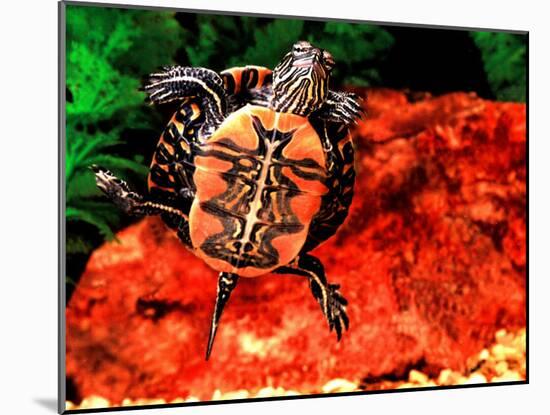 Red Belly Turtle-David Northcott-Mounted Premium Photographic Print