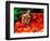Red Belly Turtle-David Northcott-Framed Photographic Print