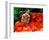 Red Belly Turtle-David Northcott-Framed Photographic Print