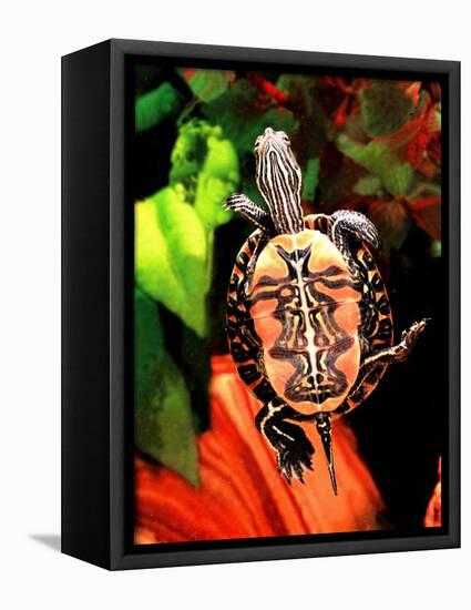 Red Belly Turtle-David Northcott-Framed Stretched Canvas