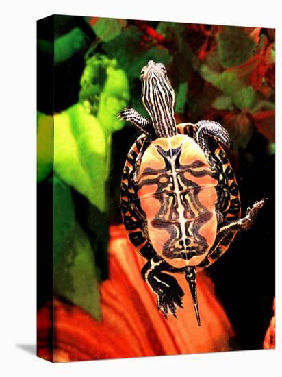 Red Belly Turtle-David Northcott-Stretched Canvas