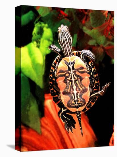 Red Belly Turtle-David Northcott-Stretched Canvas