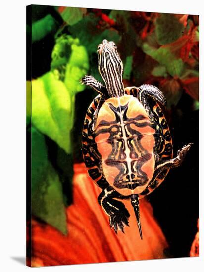 Red Belly Turtle-David Northcott-Stretched Canvas