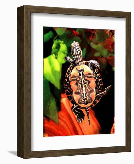 Red Belly Turtle-David Northcott-Framed Photographic Print