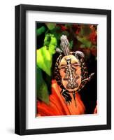 Red Belly Turtle-David Northcott-Framed Photographic Print