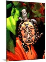 Red Belly Turtle-David Northcott-Mounted Photographic Print