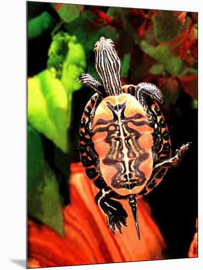 Red Belly Turtle-David Northcott-Mounted Photographic Print