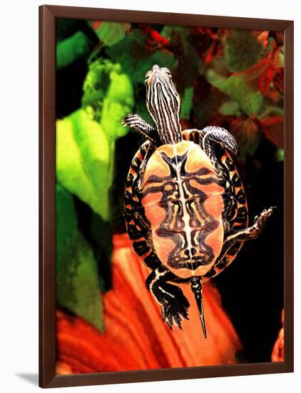 Red Belly Turtle-David Northcott-Framed Photographic Print