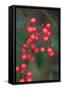 Red Berries 2-Erin Berzel-Framed Stretched Canvas