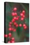 Red Berries 2-Erin Berzel-Stretched Canvas