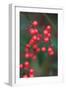 Red Berries 2-Erin Berzel-Framed Photographic Print