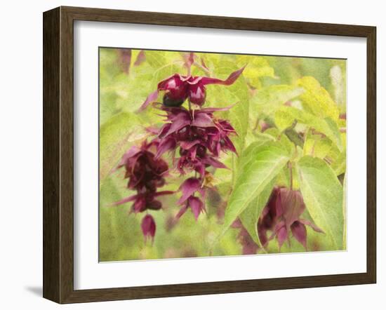 Red Berries and Green Leaves-George Johnson-Framed Photographic Print