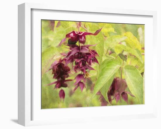 Red Berries and Green Leaves-George Johnson-Framed Photographic Print