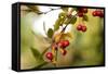 Red Berries I-Erin Berzel-Framed Stretched Canvas