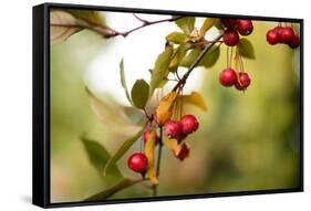 Red Berries I-Erin Berzel-Framed Stretched Canvas