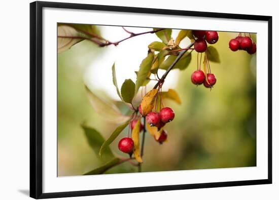 Red Berries I-Erin Berzel-Framed Photographic Print