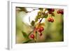 Red Berries I-Erin Berzel-Framed Photographic Print