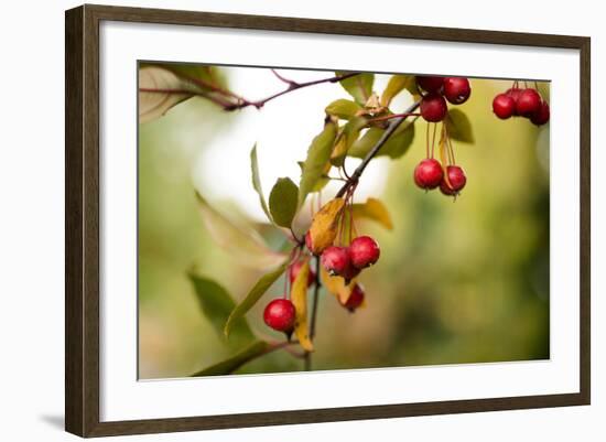 Red Berries I-Erin Berzel-Framed Photographic Print