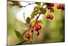 Red Berries I-Erin Berzel-Mounted Photographic Print