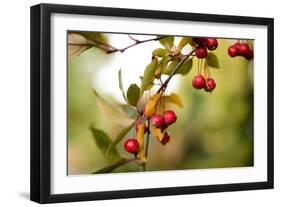 Red Berries I-Erin Berzel-Framed Photographic Print